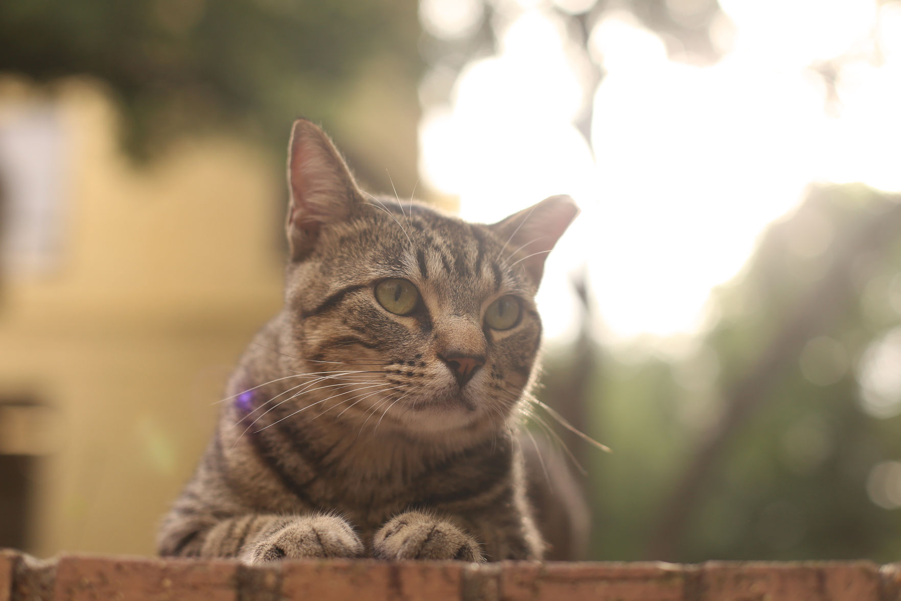 Campus Cat Coalition connects cat lovers, cares for campus strays
